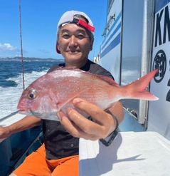 マダイの釣果