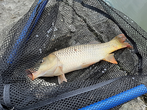 コイの釣果