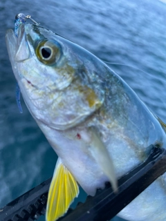 ツバスの釣果