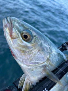 ツバスの釣果