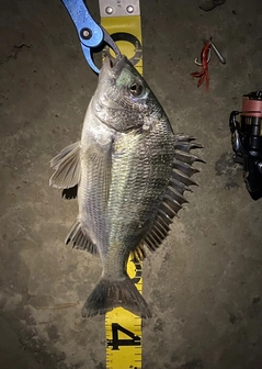 クロダイの釣果