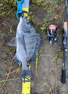 クロダイの釣果