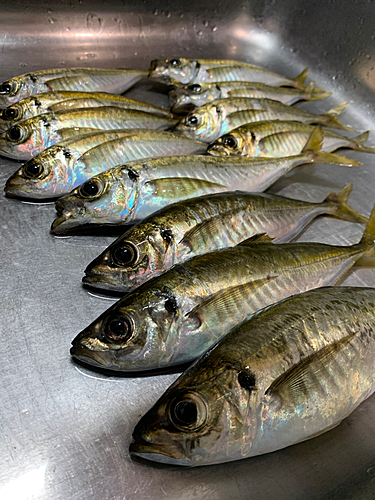 アジの釣果