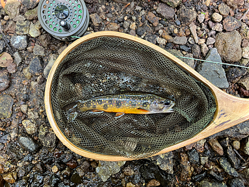 ブルックトラウトの釣果