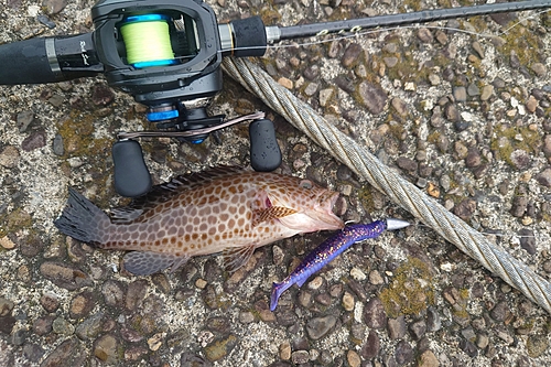 オオモンハタの釣果