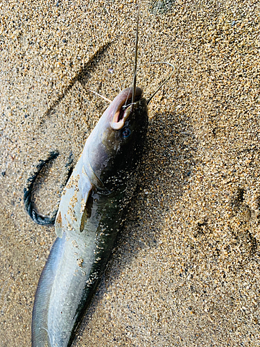 ナマズの釣果