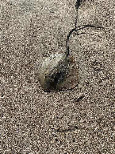 アカエイの釣果