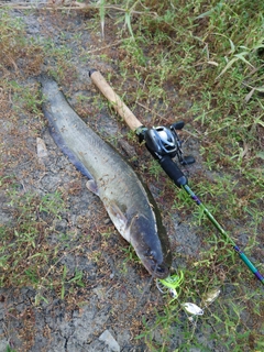 ナマズの釣果