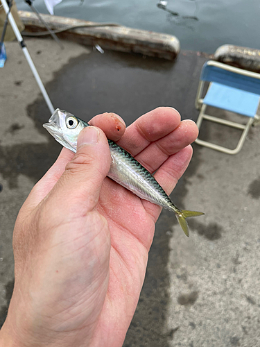 サバの釣果