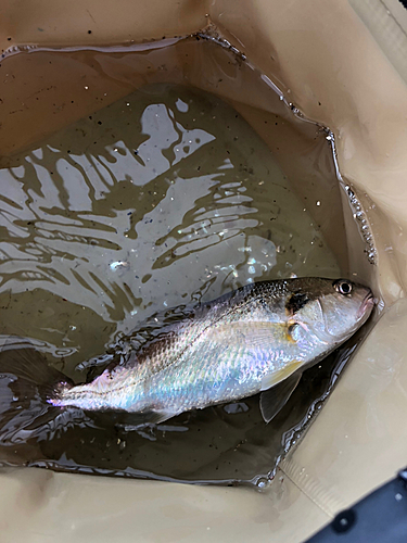 イシモチの釣果