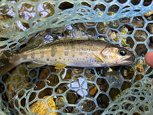 アマゴの釣果