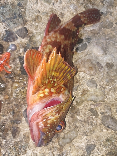 カサゴの釣果