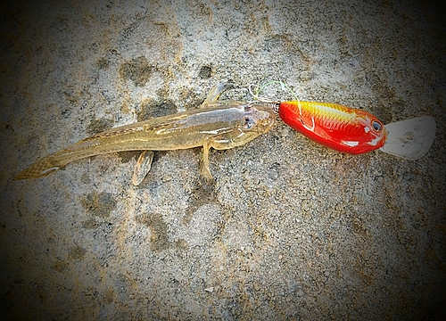 マハゼの釣果