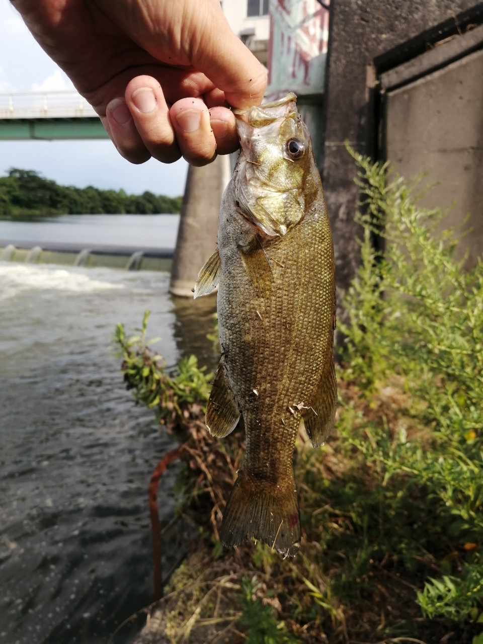 スモールマウスバス