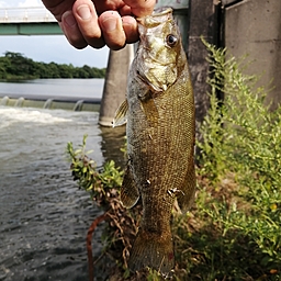 スモールマウスバス