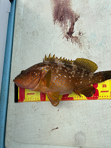 タイの釣果