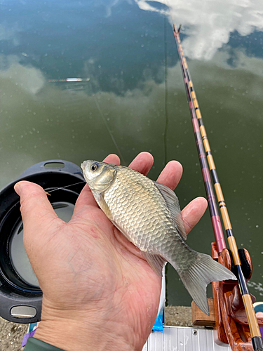 フナの釣果