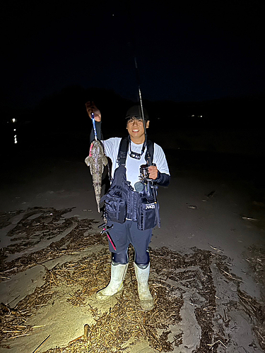 マゴチの釣果