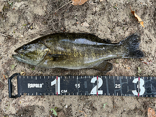 スモールマウスバスの釣果