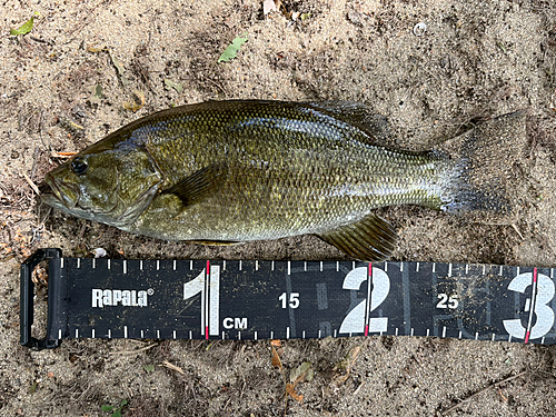 スモールマウスバスの釣果