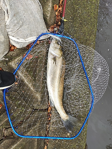 スズキの釣果