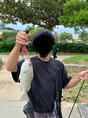 ホシミゾイサキの釣果