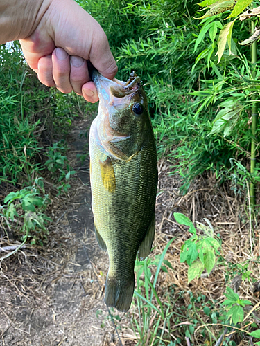 ラージマウスバスの釣果