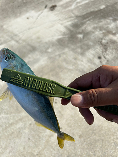 ヒラマサの釣果