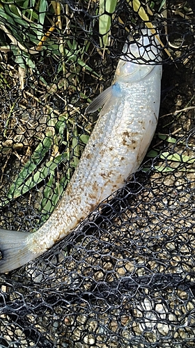 コノシロの釣果