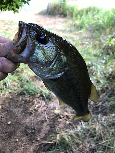 ラージマウスバスの釣果