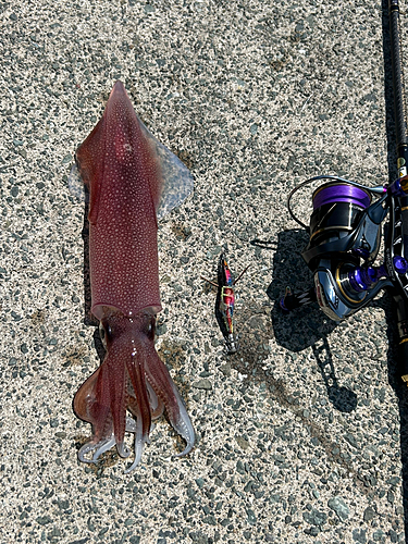 ケンサキイカの釣果