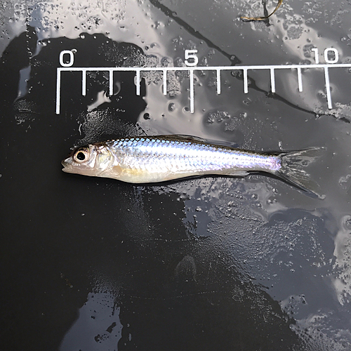 オイカワの釣果