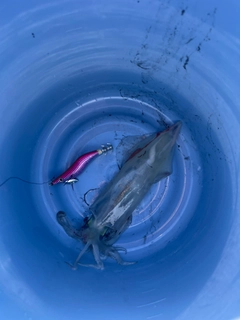 シロイカの釣果