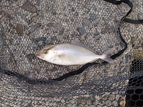 ショゴの釣果