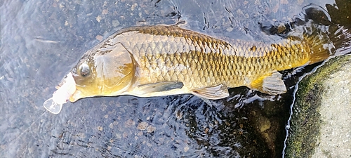 コイの釣果