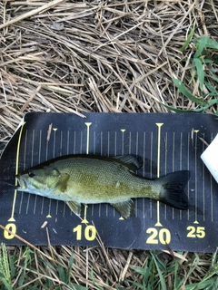 スモールマウスバスの釣果