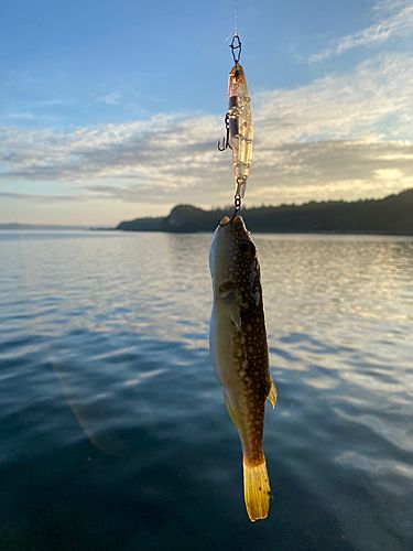 クサフグの釣果