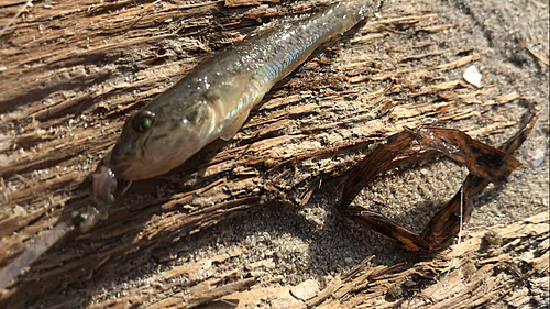 マハゼの釣果