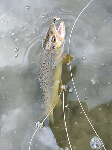 ブラウントラウトの釣果