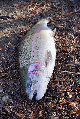 釣果