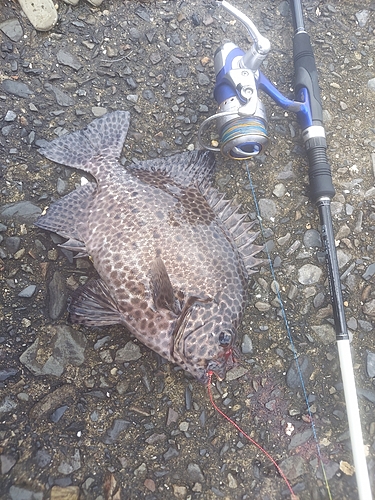 イシガキダイの釣果