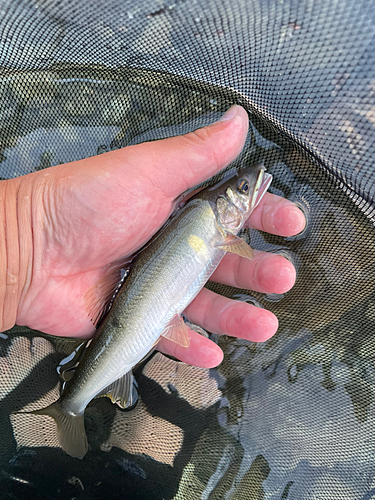 アユの釣果