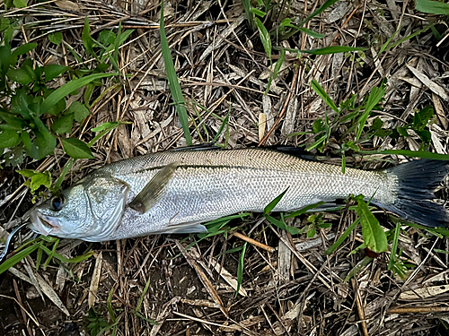 マダカ（マルスズキ）の釣果