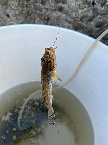 ハゼの釣果