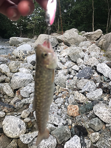 イワナの釣果