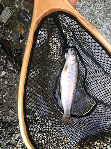 イワナの釣果