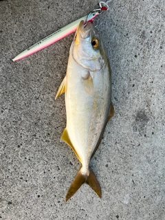 ショゴの釣果