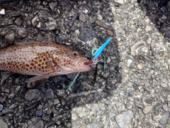 オオモンハタの釣果