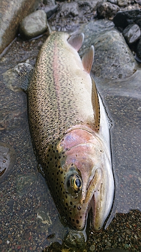 ニジマスの釣果