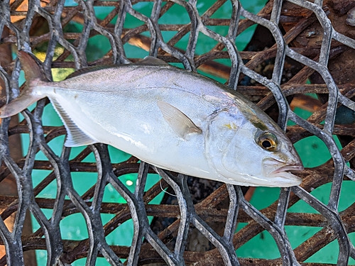 シオの釣果